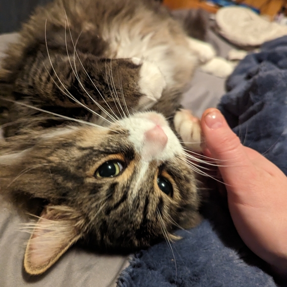 Meet your Posher, Marcia - Picture 1 of 1